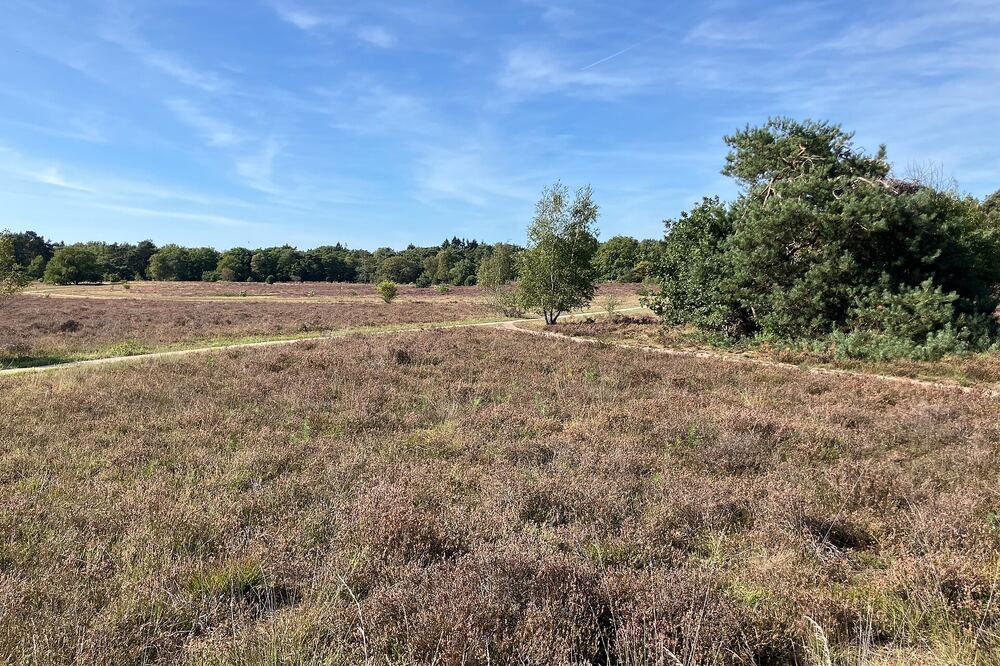 De paarse heide van Zanderij Cruijsbergen bij Bussum onder een blauwe lucht