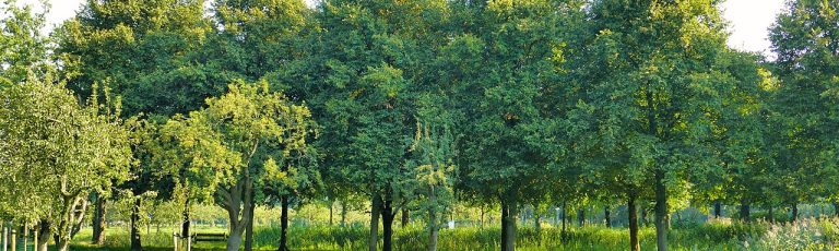Wandeling in Brediuspark — Natuur in Bussum