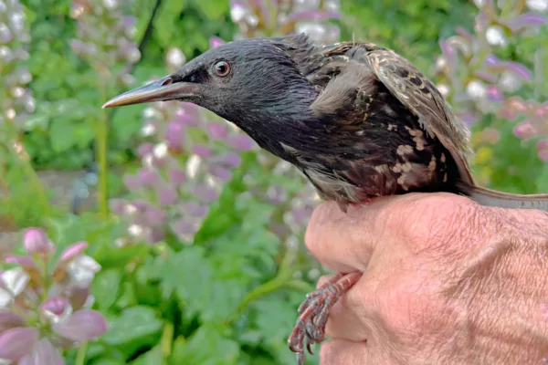 Vogels en vogelaars op Pampus